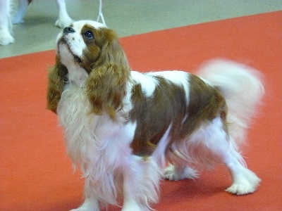 de Castelburry - Paris Dogshow 2012, belle journée...