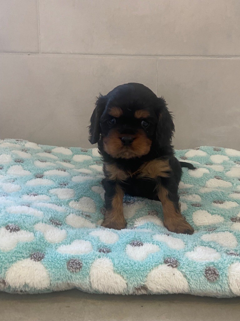 de Castelburry - Chiot disponible  - Cavalier King Charles Spaniel