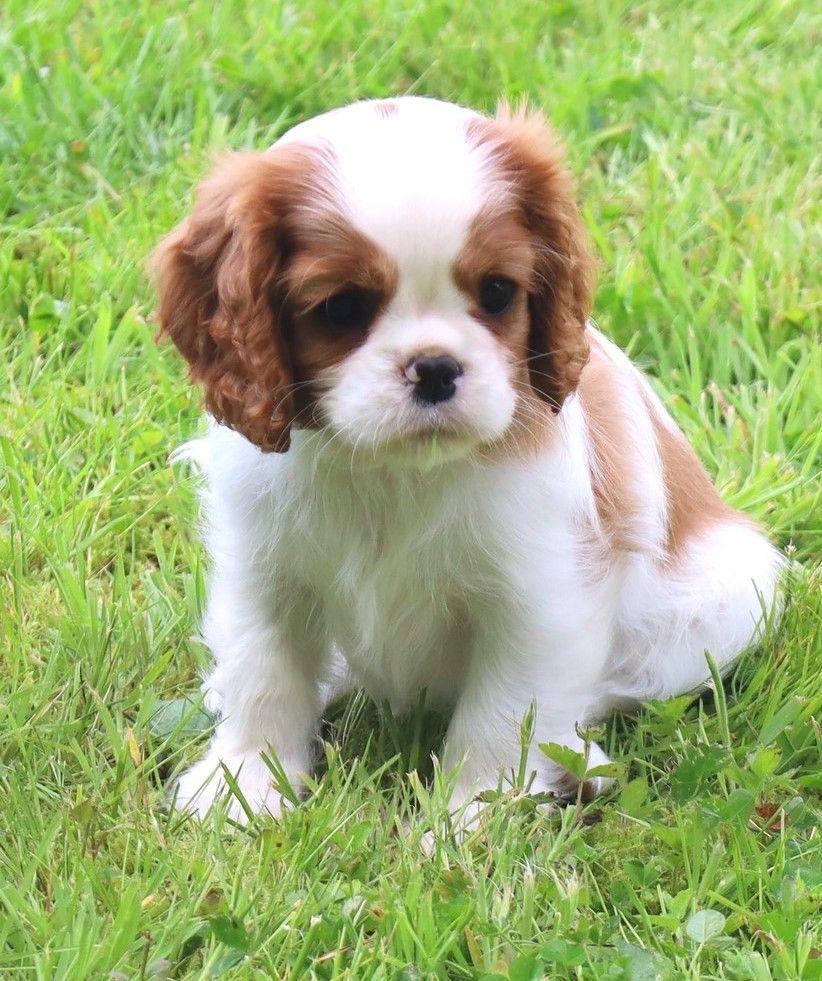 de Castelburry - Chiot disponible  - Cavalier King Charles Spaniel