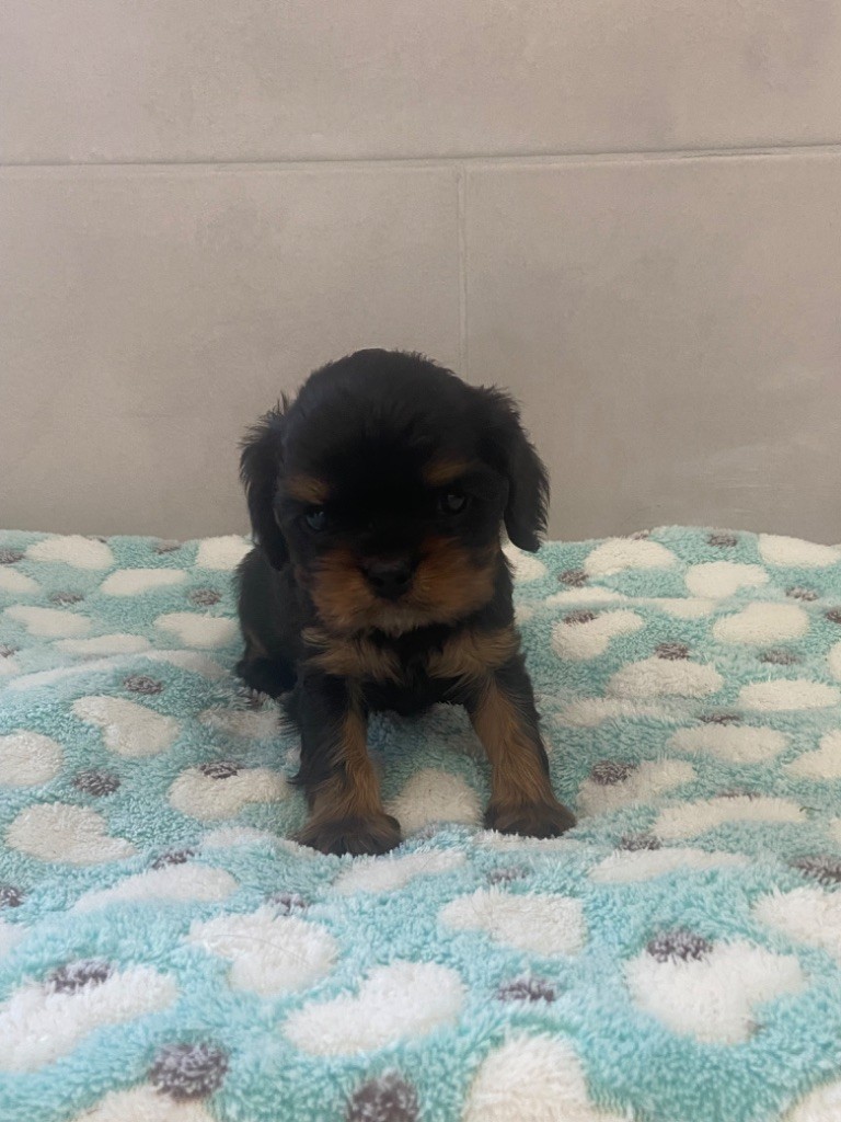 de Castelburry - Chiot disponible  - Cavalier King Charles Spaniel