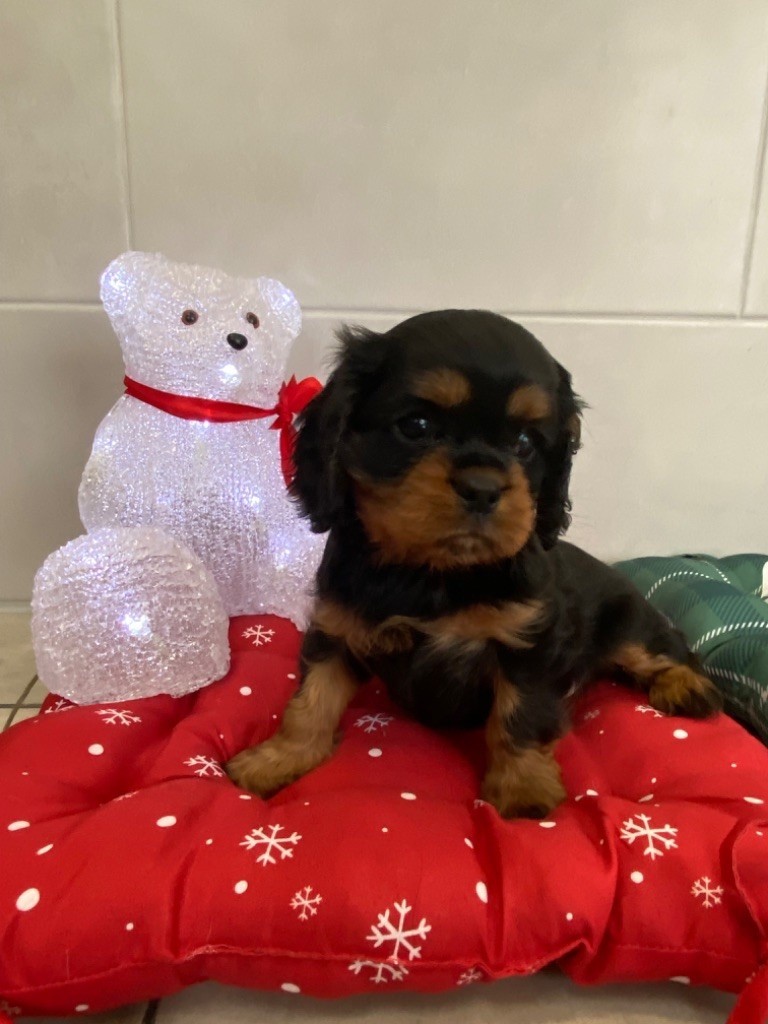 chiot Cavalier King Charles Spaniel de Castelburry