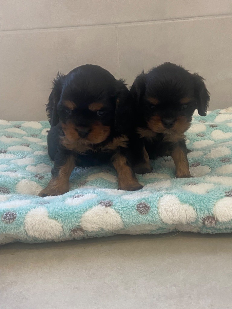 chiot Cavalier King Charles Spaniel de Castelburry