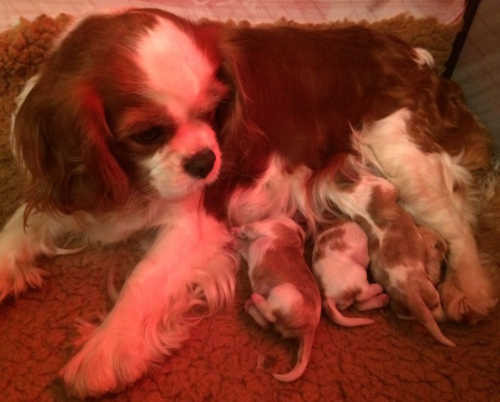 de Castelburry - Cavalier King Charles Spaniel - Portée née le 07/02/2019