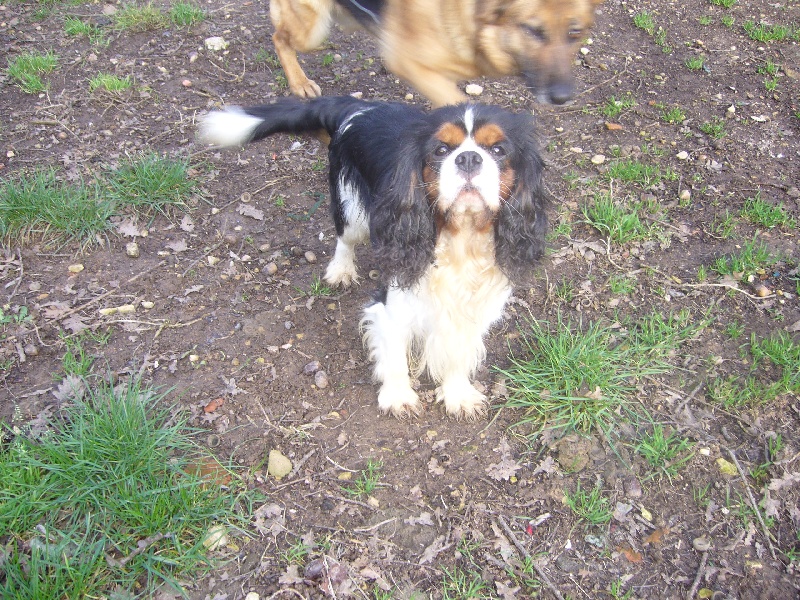 Taxi  boy de Castelburry