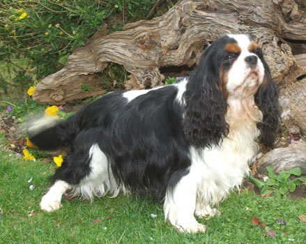 CH. Twister de Castelburry