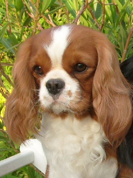 Bouton d'or de Castelburry