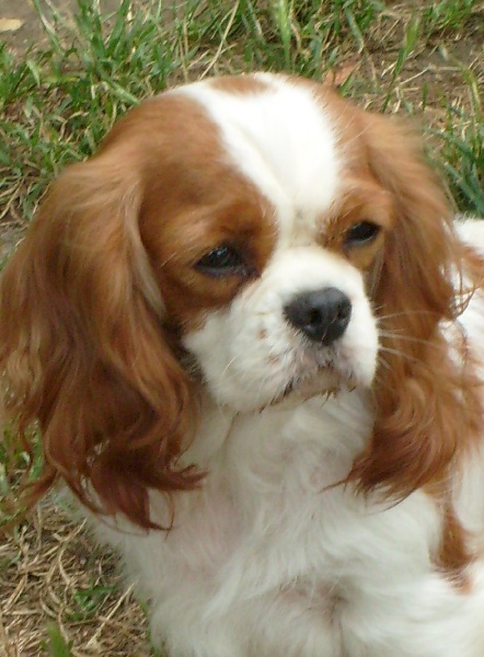 Thaïs de Castelburry