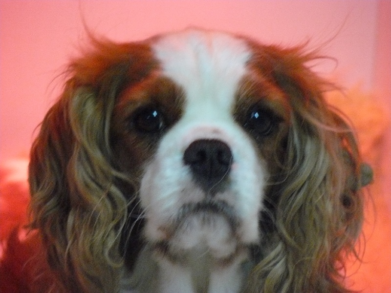 Valériane de Castelburry