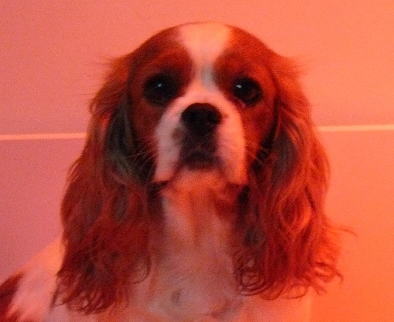 Vive la vie de Castelburry