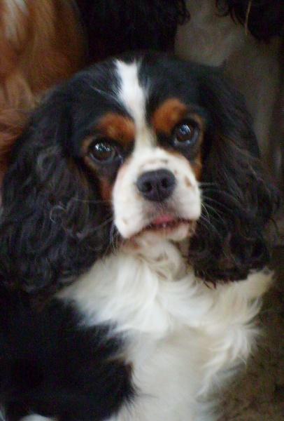 Timberlay de Castelburry