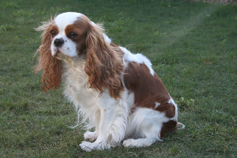 Beauty lady de Castelburry