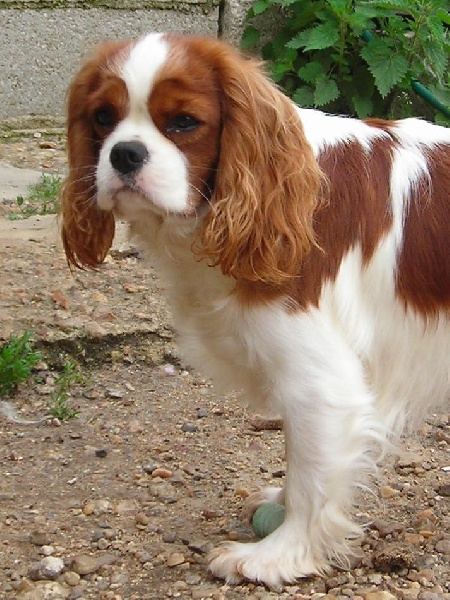 "Kelly" Calypso  de Castelburry