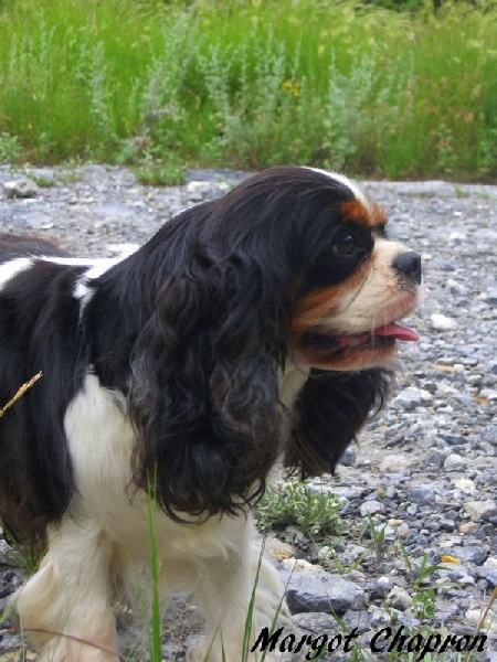 Violine de Castelburry