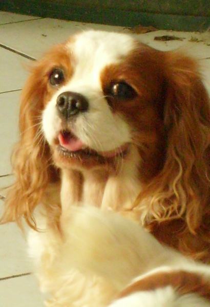 Udivine de Castelburry