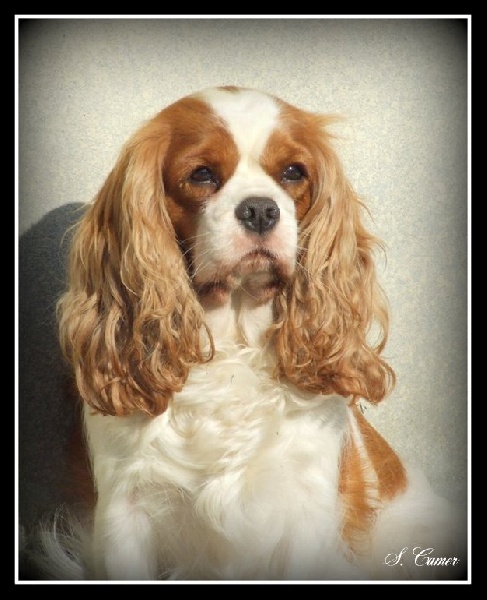 Danae de Castelburry