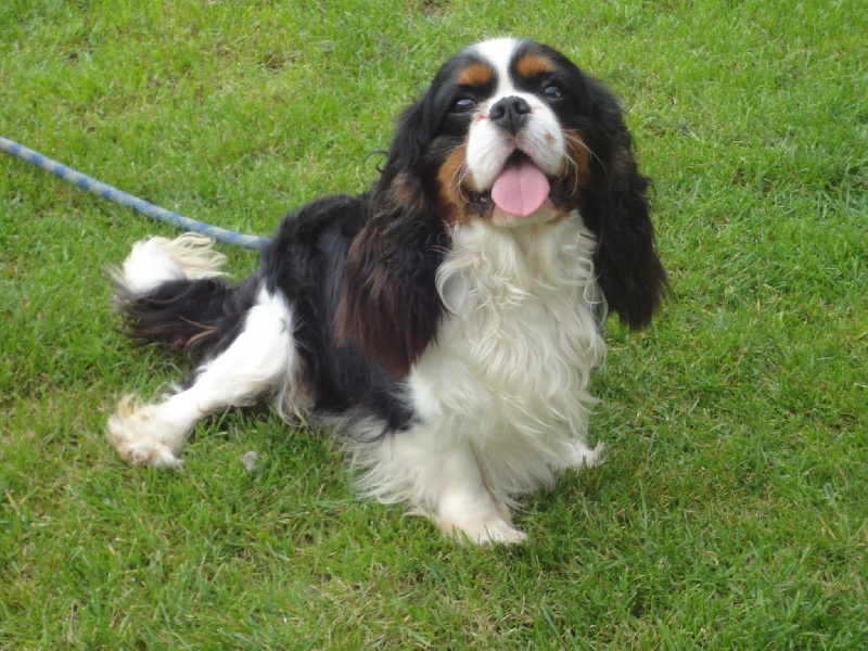 Fair-play de Castelburry