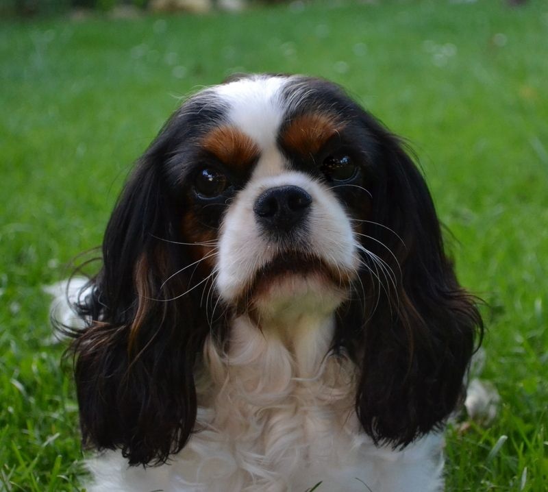 Girl butterfly de Castelburry