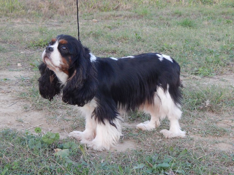 Gabriella dite guiness de Castelburry