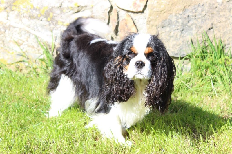 Gwendolyne de Castelburry