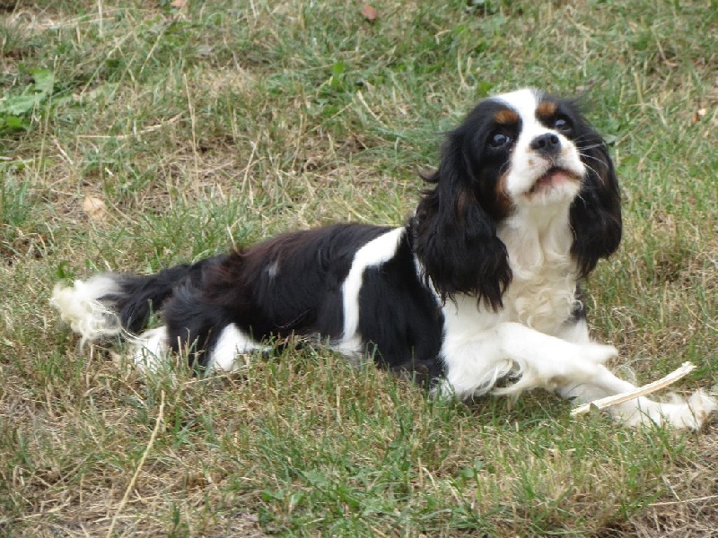 Jamaîque de Castelburry