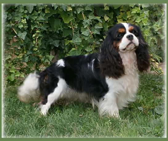 Grahaam greene de Castelburry