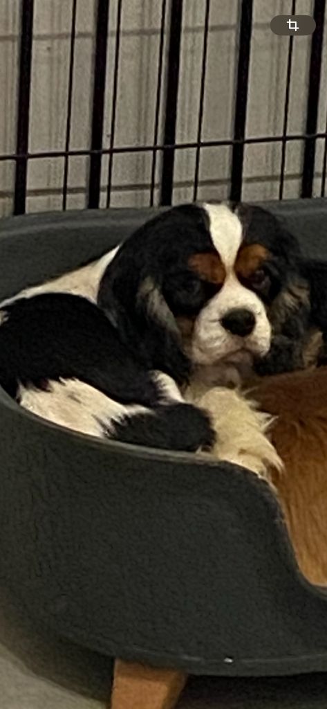 Soubrette de Castelburry