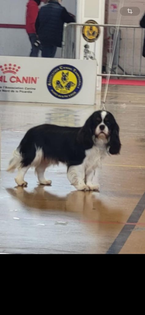 Vivaldi de Castelburry