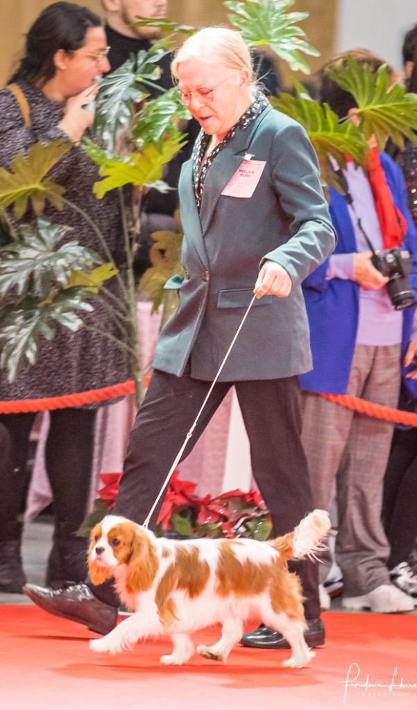 PARIS DOG SHOW 2023