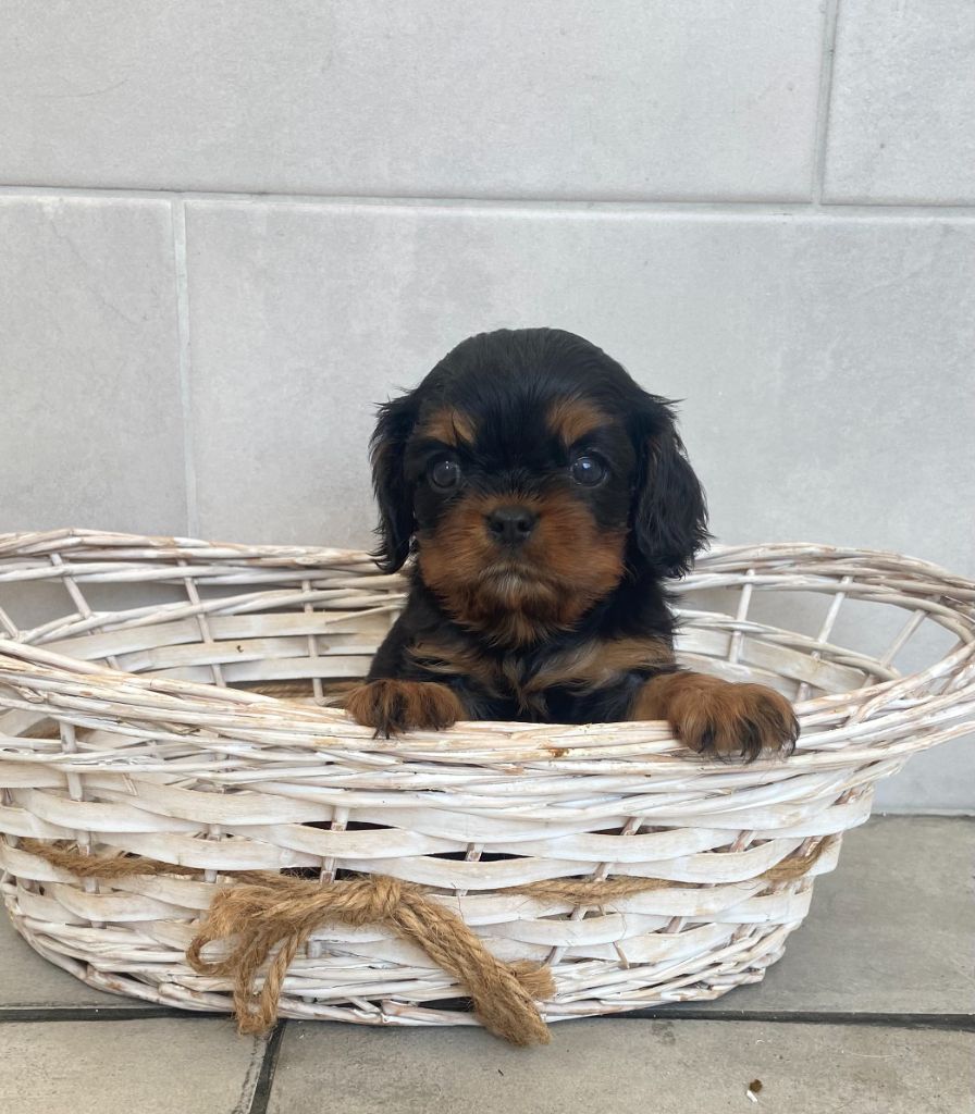 de Castelburry - Chiots disponibles - Cavalier King Charles Spaniel