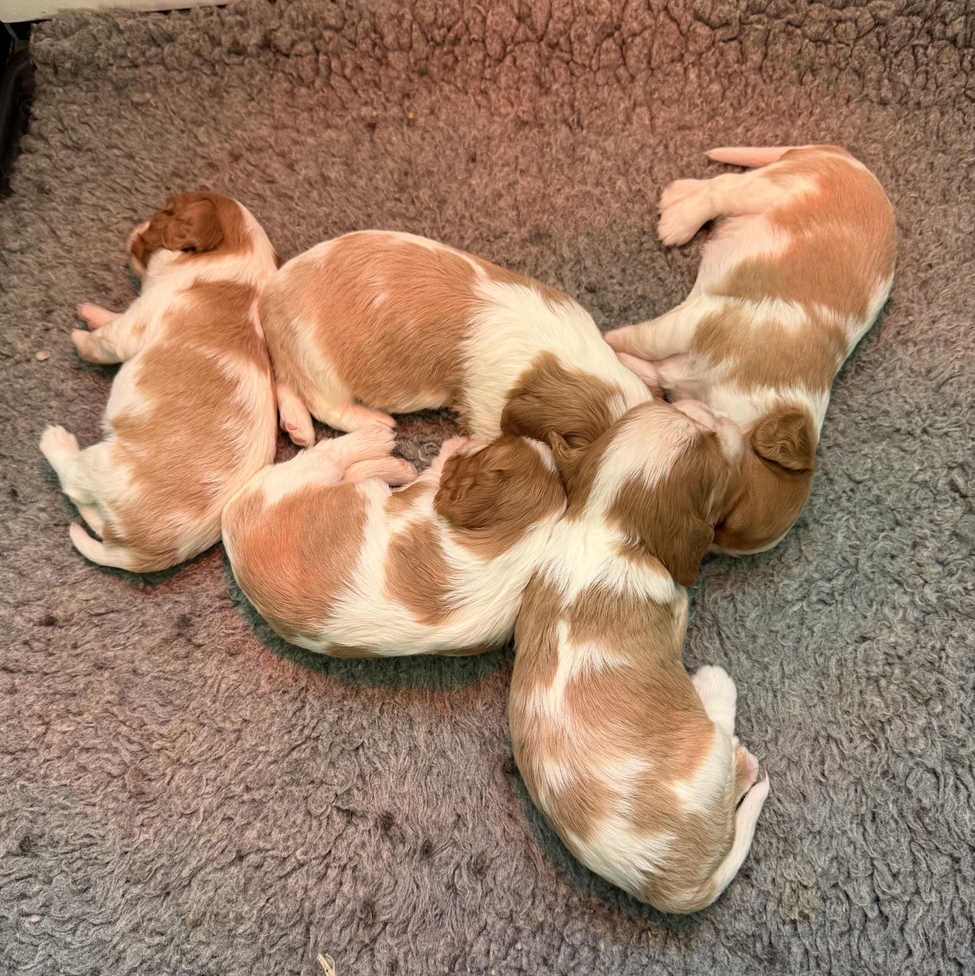 Chiot Cavalier King Charles Spaniel de Castelburry