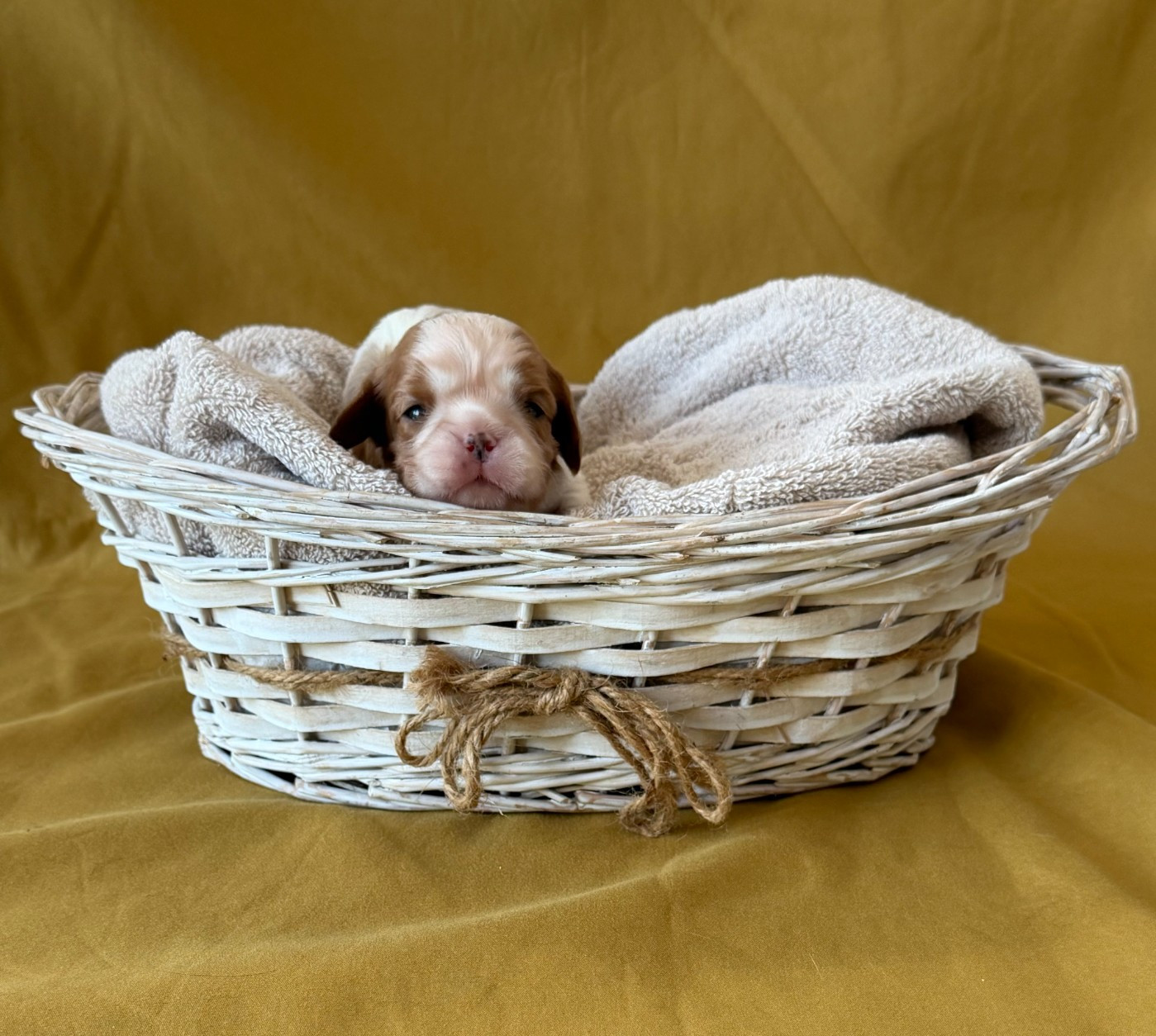 de Castelburry - Chiots disponibles - Cavalier King Charles Spaniel