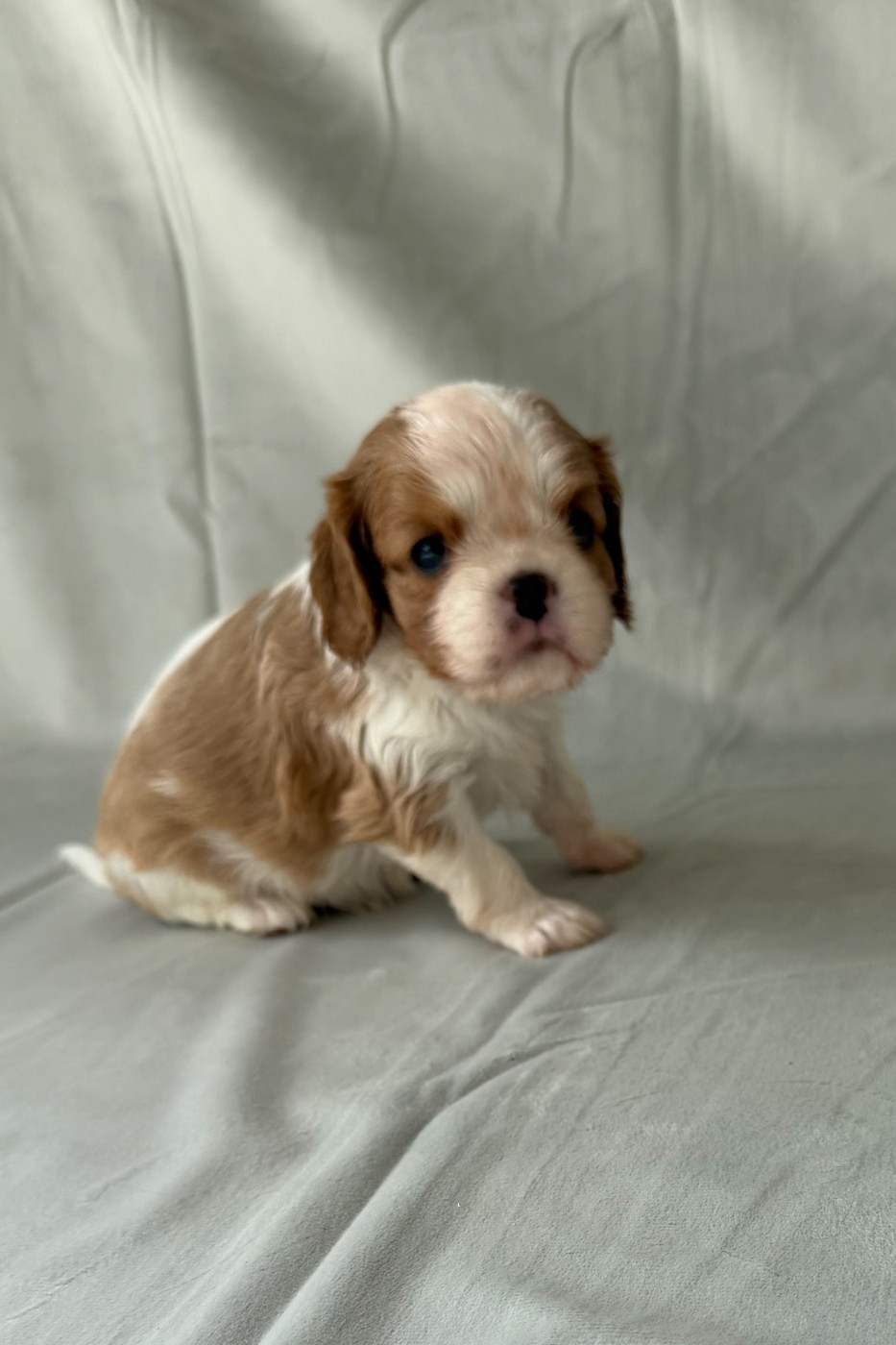 de Castelburry - Chiots disponibles - Cavalier King Charles Spaniel