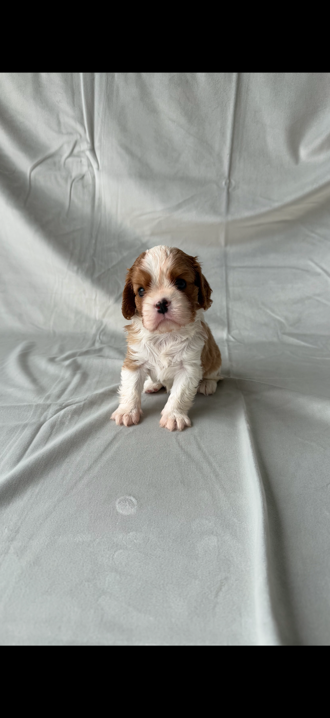 de Castelburry - Chiots disponibles - Cavalier King Charles Spaniel
