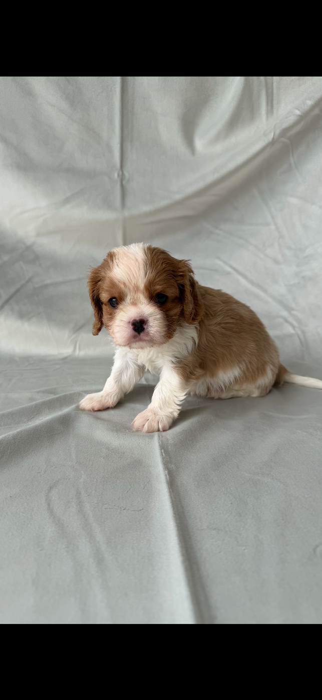 de Castelburry - Chiots disponibles - Cavalier King Charles Spaniel