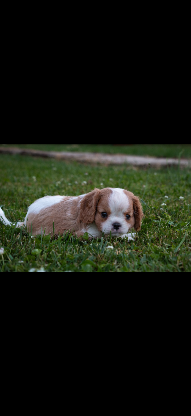 de Castelburry - Chiots disponibles - Cavalier King Charles Spaniel