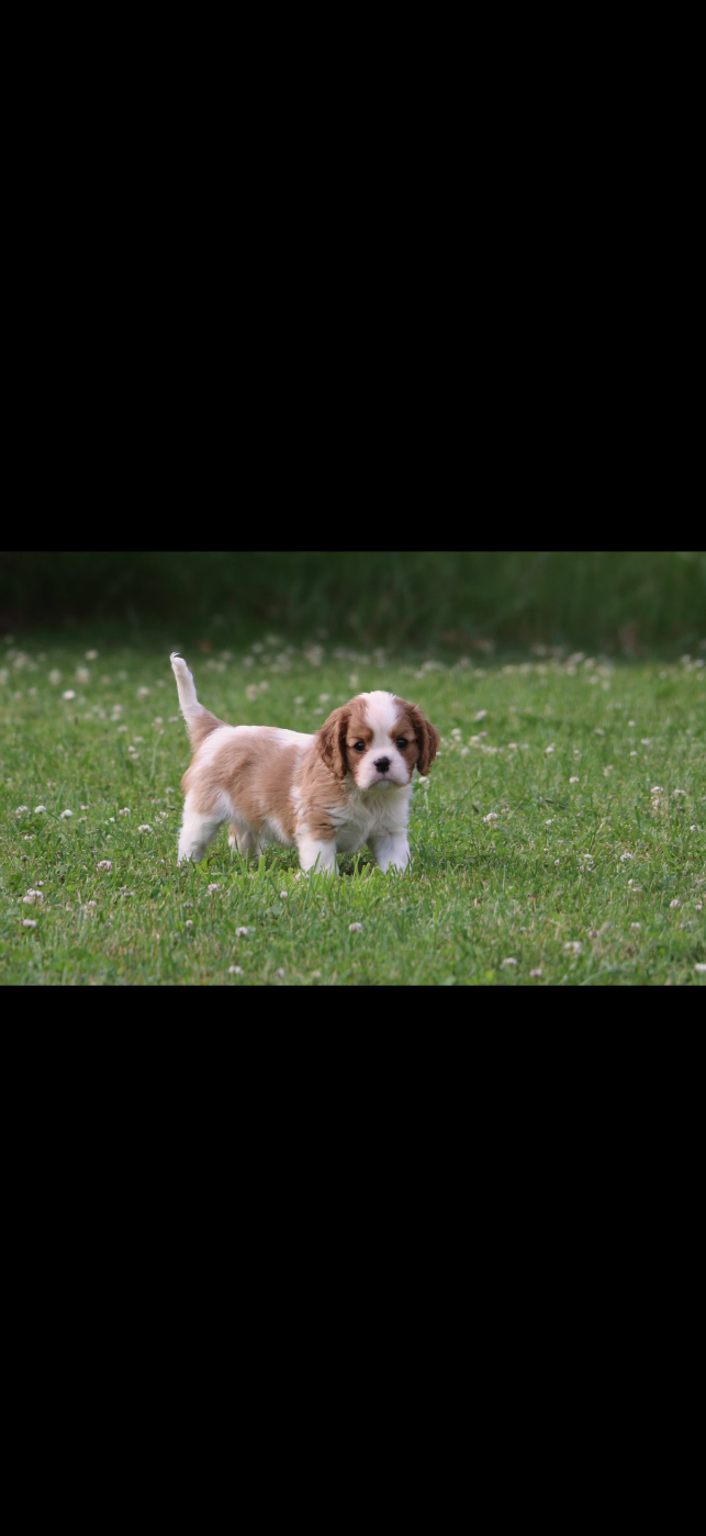 de Castelburry - Chiots disponibles - Cavalier King Charles Spaniel