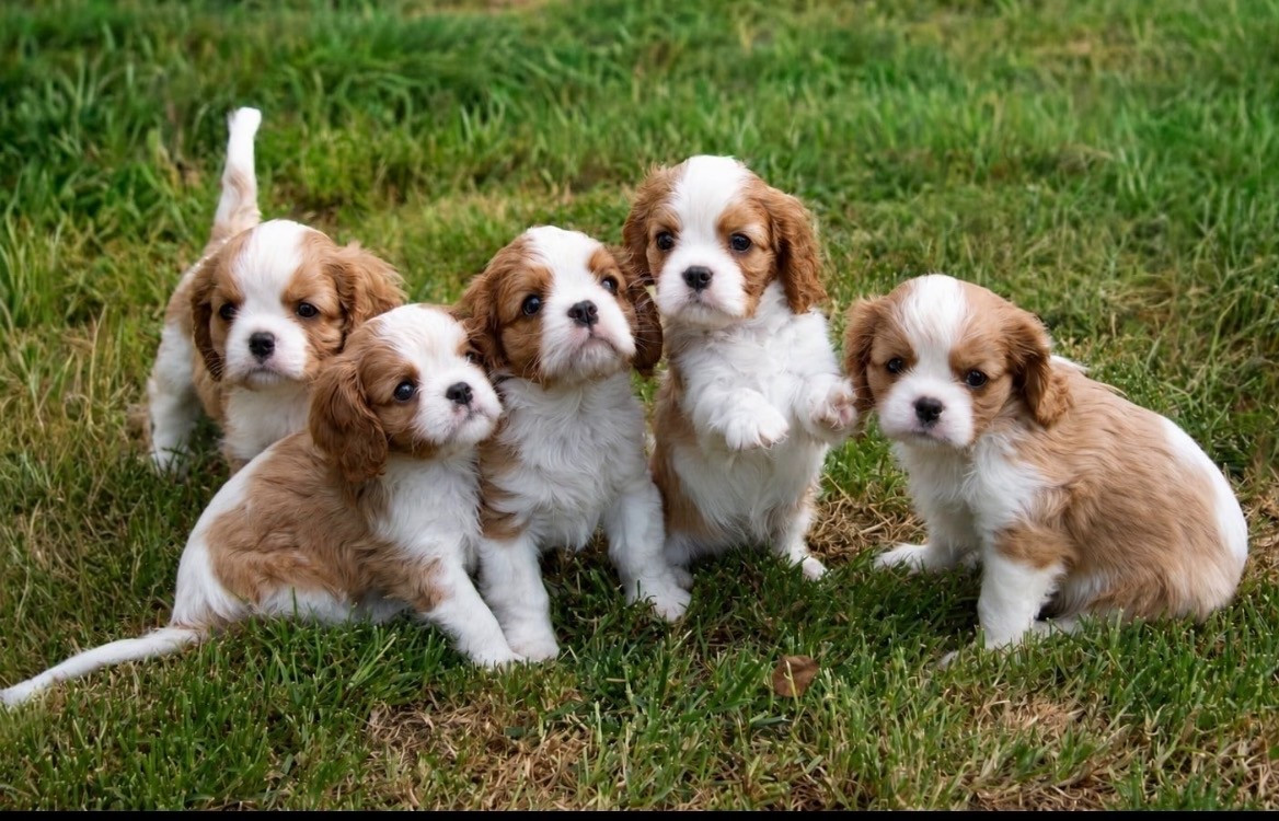 Chiot Cavalier King Charles Spaniel de Castelburry