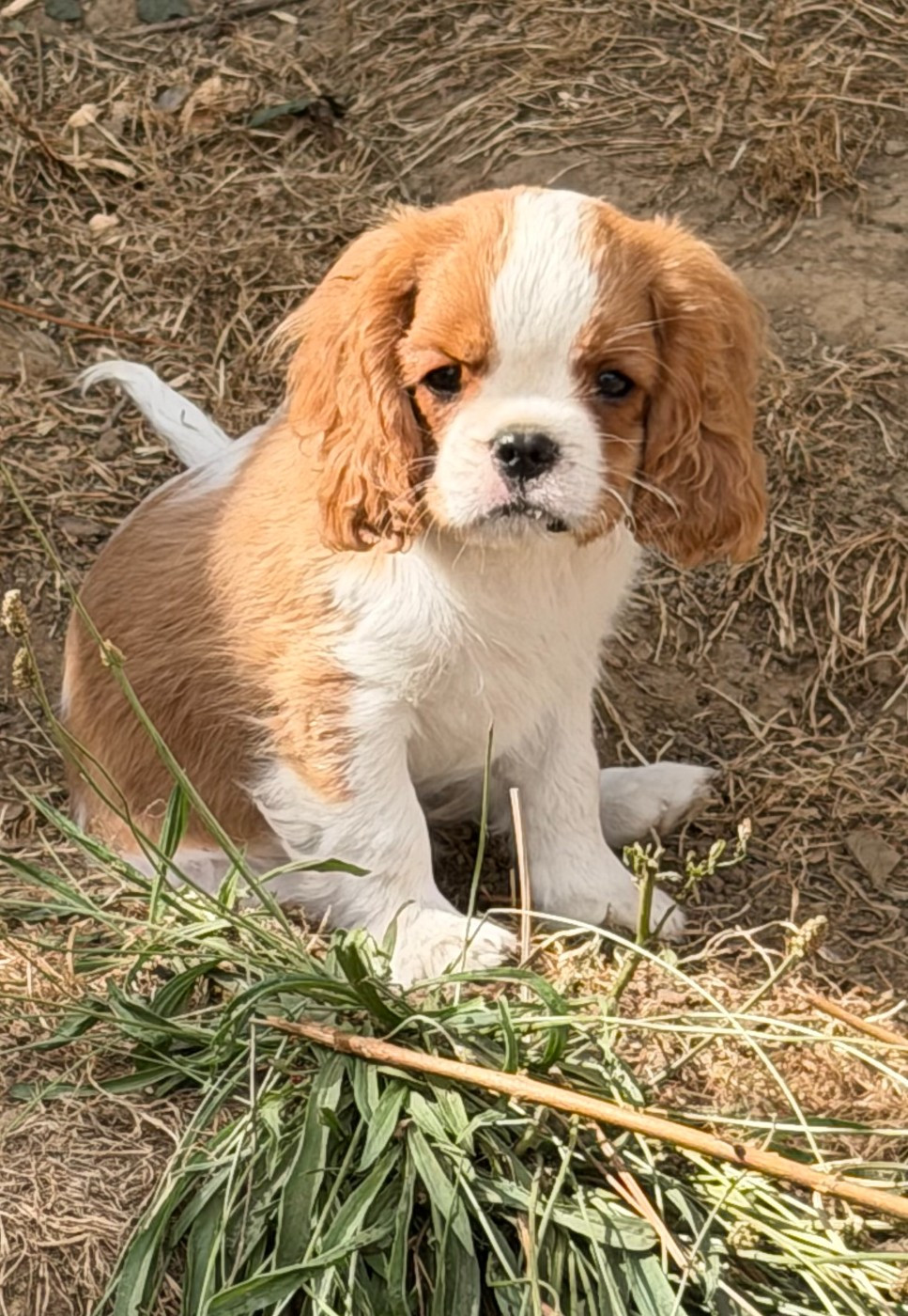 de Castelburry - Chiots disponibles - Cavalier King Charles Spaniel
