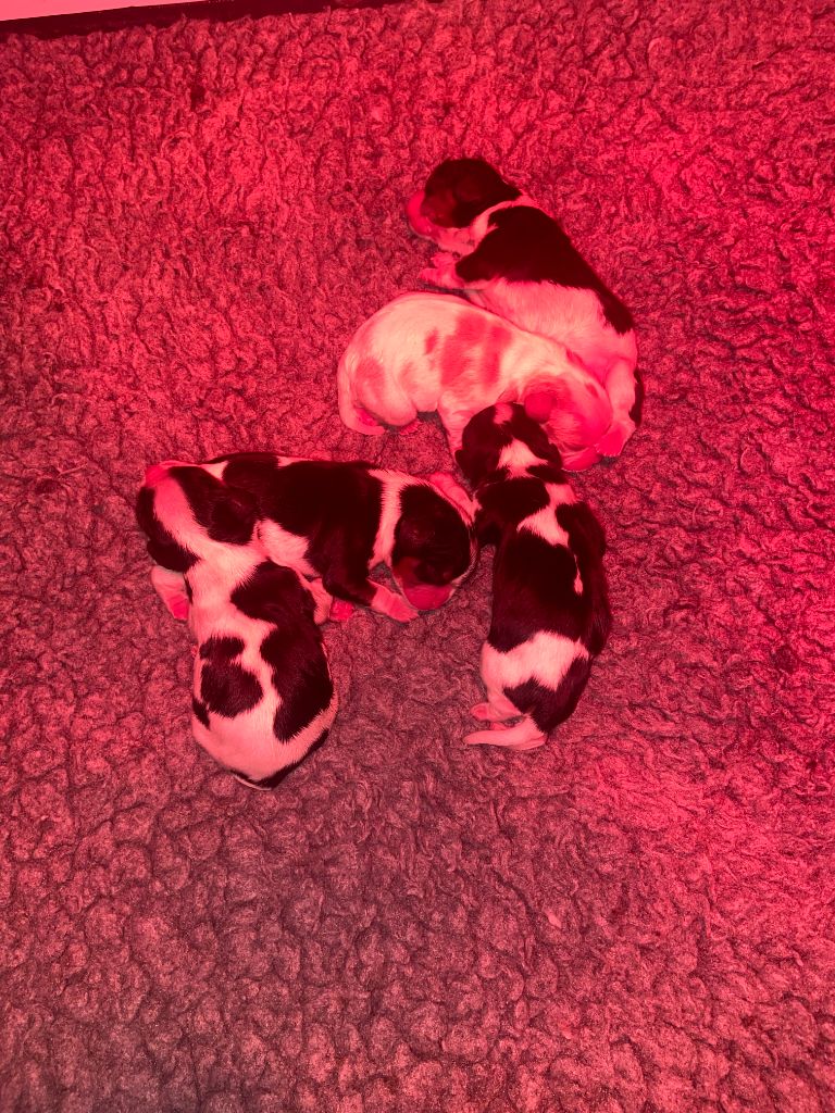 Chiot Cavalier King Charles Spaniel de Castelburry