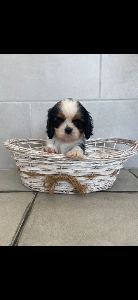 de Castelburry - Chiots disponibles - Cavalier King Charles Spaniel