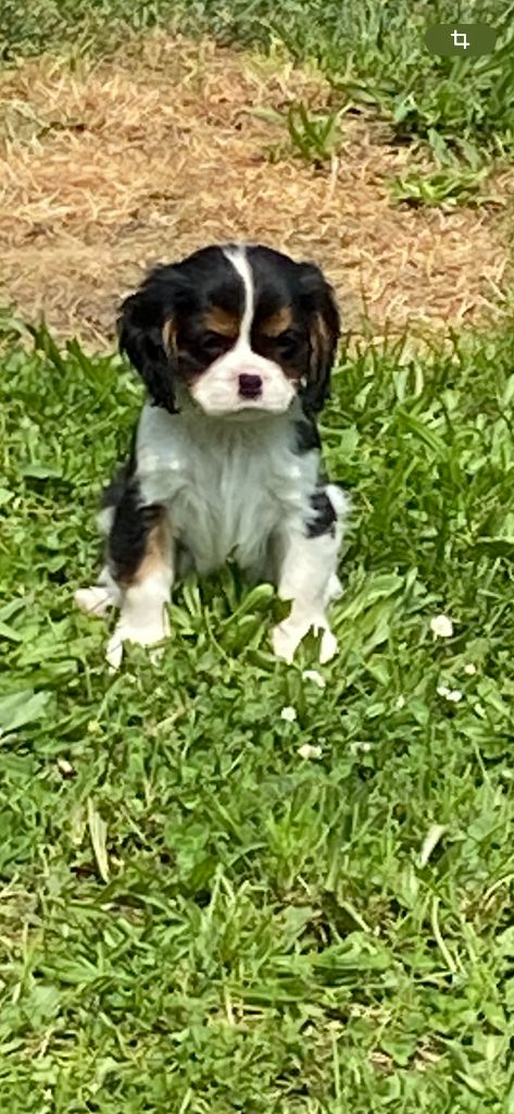 de Castelburry - Chiots disponibles - Cavalier King Charles Spaniel