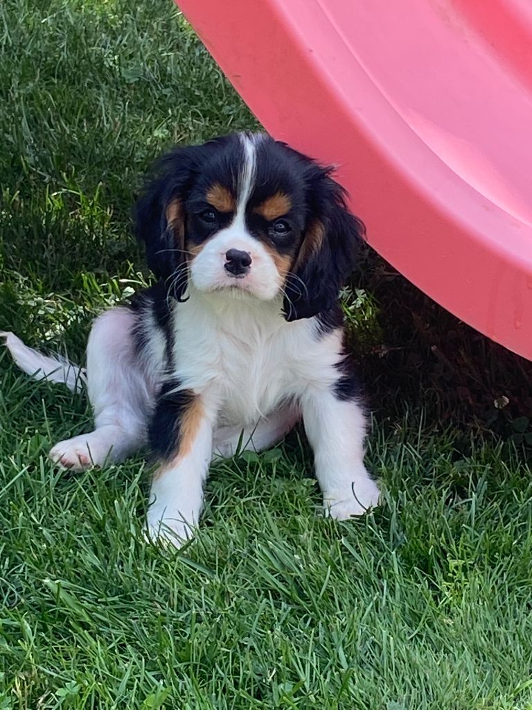 de Castelburry - Chiots disponibles - Cavalier King Charles Spaniel