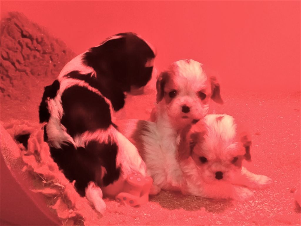 de Castelburry - Cavalier King Charles Spaniel - Portée née le 23/11/2018