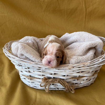 Chiot N°1