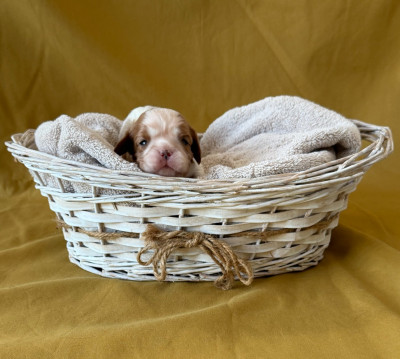 Chiot N°2