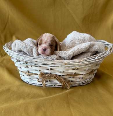 Chiot N°3
