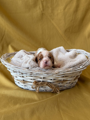 Chiot N°4