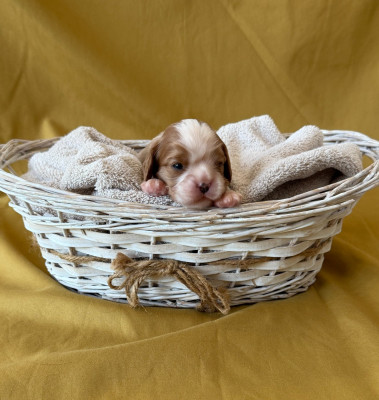 Chiot N°5