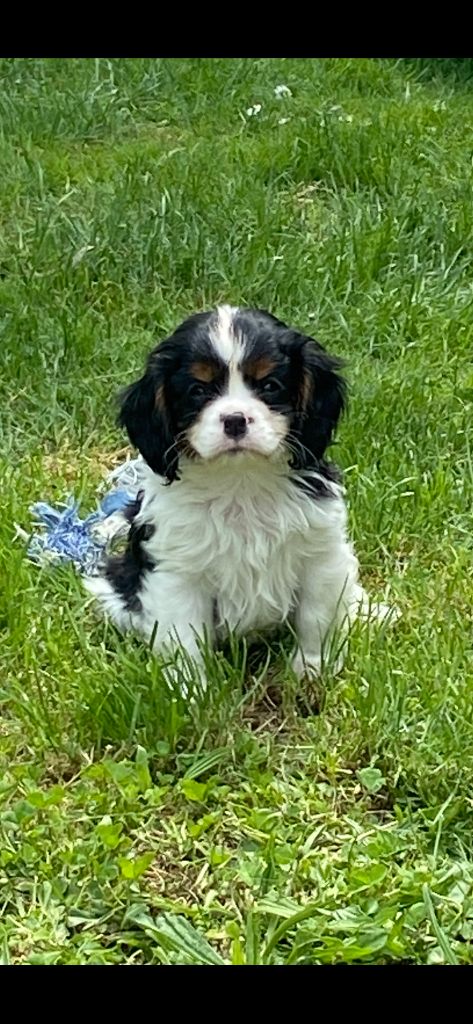 de Castelburry - Chiots disponibles - Cavalier King Charles Spaniel