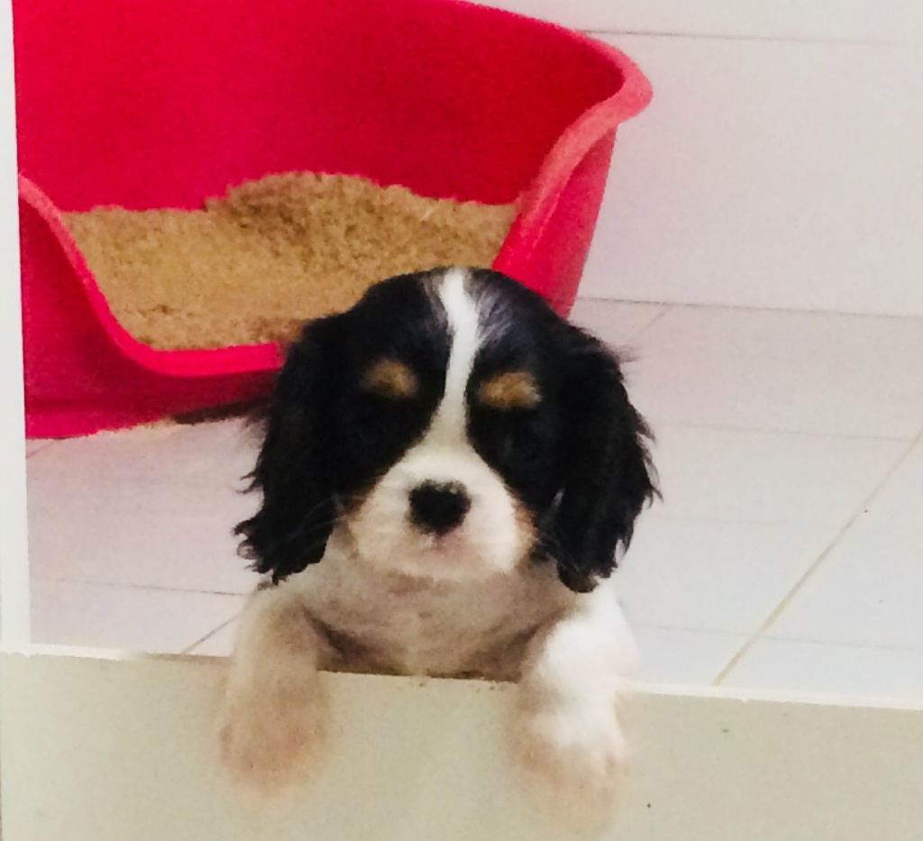 de Castelburry - Cavalier King Charles Spaniel - Portée née le 02/08/2018